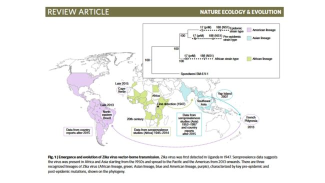 Figure 1 review zika