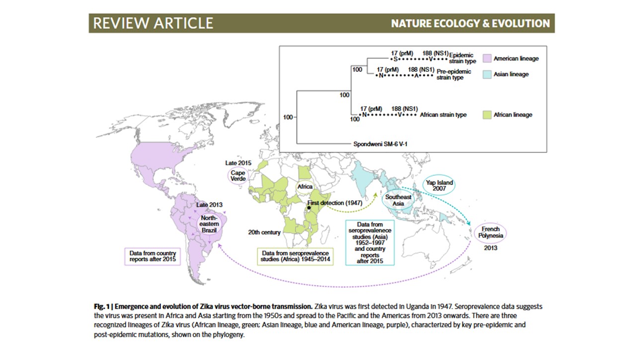 Figure 1 review zika