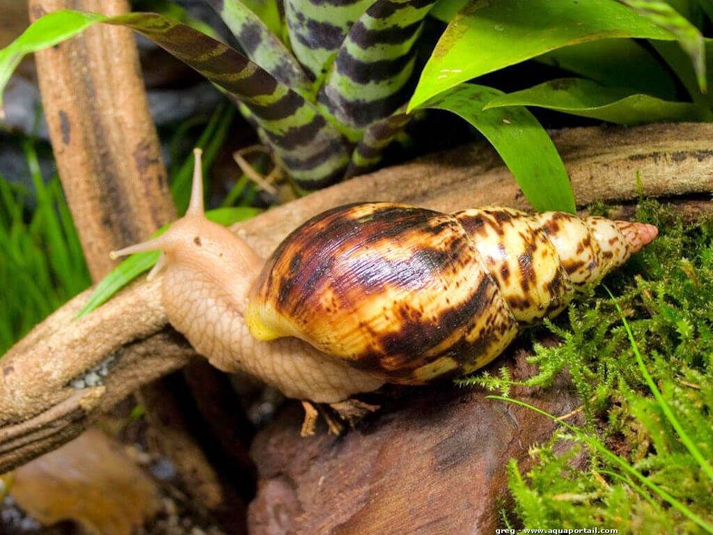 achatine